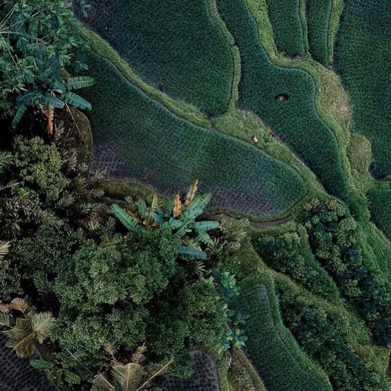 Happy New Year from the Rice Fields of Bali